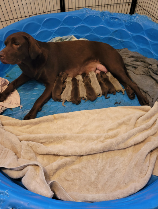 Mild Paws Academy Dog 8