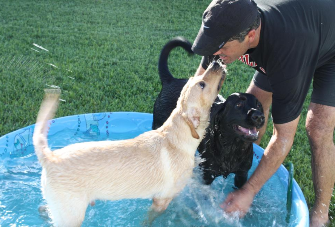 Mild Paws Academy Dog 4