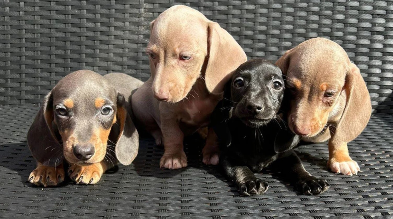 Mild Paws Academy Dog 7