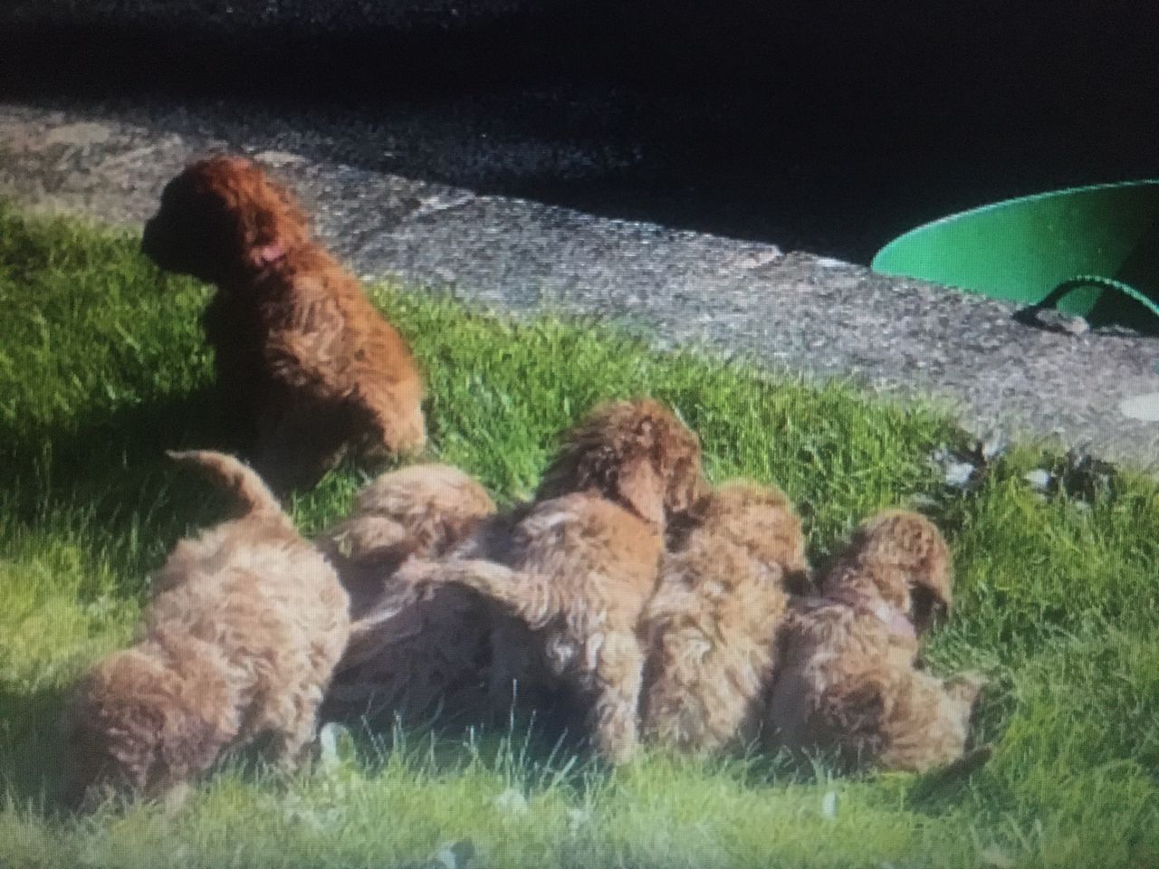 Mild Paws Academy Dog 5